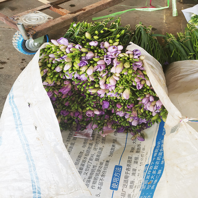 《辦法出爐！“十四五”期間我省進(jìn)口花卉免稅政策管理工作這樣開展》